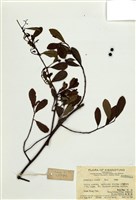 藏品(藤木槲)的圖片